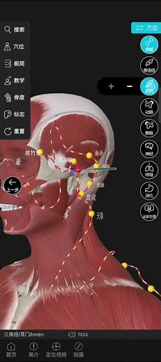 ［耳門穴］按摩功效：緩解並治療耳嗚耳聾、牙痛、腫耳流膿汁、重聽、眩暈等。針灸治療中耳炎、重聽、耳嗚耳聾、牙痛、牙周炎、頜腫、眩暈、頸頷痛、美尼爾氏症等。#中醫 #健康 #養生 #針灸 #刮痧 #拔罐