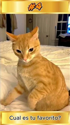 Momentos más divertidos de gatos 😂🐱