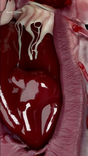 Heart Chambers and Valves | Blood Flow in 3D 🫀🔬