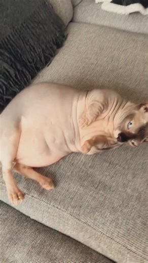Sphynx Cat Did NOT Expect These Belly Pats 😳🐱 #shorts