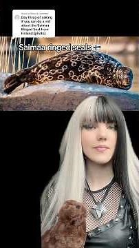 Saimaa ringed seal facts!! #facts #seals #seal #zoology #animalfacts #marinebiology #ringedseal