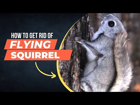 How to Get Rid of Flying Squirrels