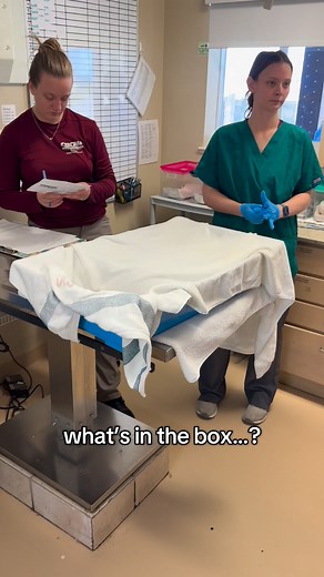 19K views · 481 reactions | This is the biggest softshell turtle we...