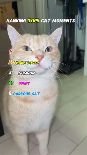 Top 5 Cat Moments #shorts #viral #cat #top5 #ranking