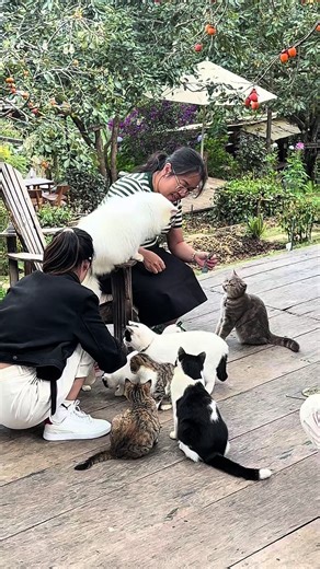 Một đống mèo! #catsoftiktok #pets #thucung #vairal #nangthuytinh | Cats Videos
