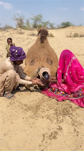 حكمة الصحراء العجيبة… شاب يهزّ مادة سوداء على ظهر الجمل لتبريدها في مشهد غريب 🐪🔥🌵