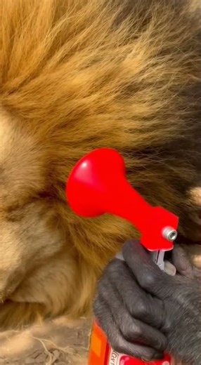 When You Prank A Lion With An Air Horn #AnimalPrank #LionReaction #Funny