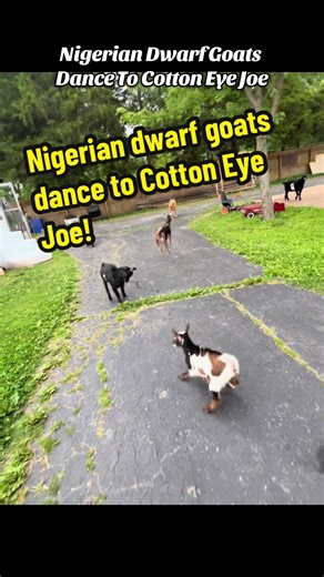 Nigerian Dwarf Goats Dance to Cotton Eye Joe