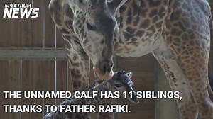 69K views · 2.2K reactions | The Brevard Zoo welcomed a newborn...