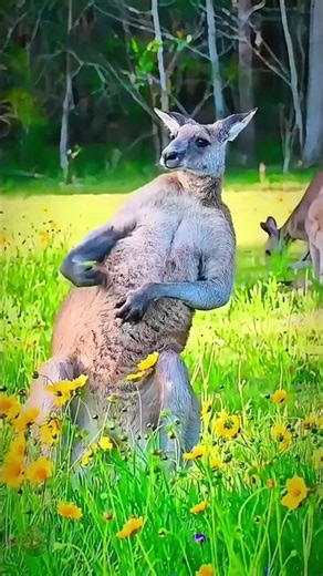 WHY ARE ANIMALS SO CUTE AND BEAUTIFUL? 😍❤️ #shorts #love #viral #funny #animals
