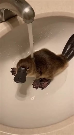 Discover the Adorable World of Platypus