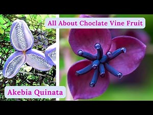 How To Grow And Care Choclate Vine | Akebia Quinata Vine | Rare Garden