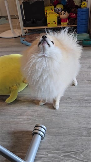 สาธุนะคะลูก #ปอมเมอเรเนียน #ปอมในไทย #ปอมผจญภัย #ชีวิตปอม #สวรรค์ของปอม #ปอม #น่ารักปอม #ปอมท่องเที่ยว #ลูกปอม #รักปอม