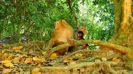 4.6K views · 83 reactions | Very pity tiny newborn monkey, tiny baby monkey stuck leg in tree, Newborn cry loudly for help.#fblifestyle | Monkey Video | Facebook