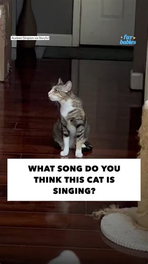 This cat sounds like she's showing off her singing skills 😂 https://gma.abc/3VGR2sx | Good Morning America
