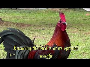 #Mastering the Art of Pointing: The Ultimate Guide to Preparing Gamefowl for Peak Performance