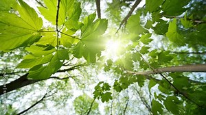 The sun shining behind green foliage, worms eye view with the camera slowly spinning