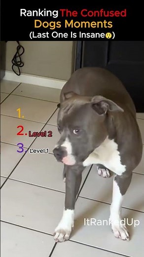 This Dog Is So Confused 😭