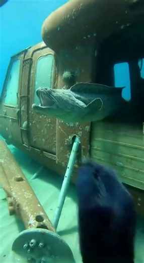 I Shouldn’t Have Opened This Underwater 😨 | Leviathan POV