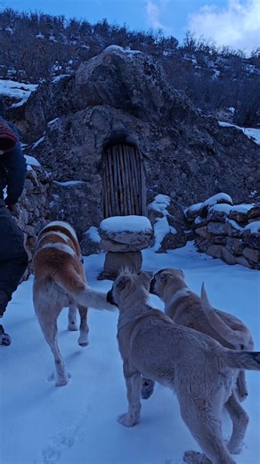 Winter camping off grid in a hand built cave shelter with my dogs. Relaxing ASMR nature sounds, wildlife, no talking, no music. Fireplace burning inside stone walls while freezing cold stays outside. Calm, primitive, solo survival moments deep in nature. #wintercamping #asmr #nature #wildlife #offgrid #survival #camping #dog #fireplace #primitive #solo #relaxing #outdoor | Mr. Sulo