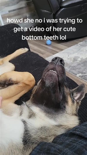 Adorable German Shepherd Puppy Shows Off Her Teeth
