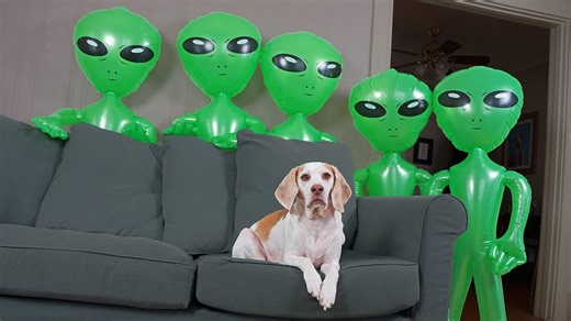 Dog unimpressed by dramatic alien invasion at home