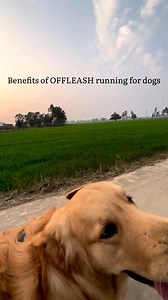 56K views · 1.4K reactions | Benefits of Off Leash Running Dog❤️ Follow us for more To Book Baadal Bhandaari's consultation or to get solution to all the dog related problems, Visit our website (Link in Bio) or WhatsApp us on - 9878474748 #dogomart #doglover #baadalbhandaari #dogsyourfriendsforever #pets #dogsofinstagram #reelsinstagram #reels #dogs #baadalbhandaari | Dogs Your Friends Forever | Facebook