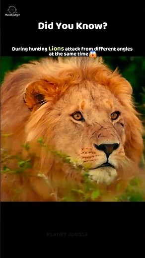 How Lions Hunt From ALL Sides! 😳🦁 #lions #wildlife #animals #shorts