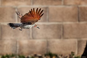 The Northern Flicker: One of Few Migrating Woodpecker Species