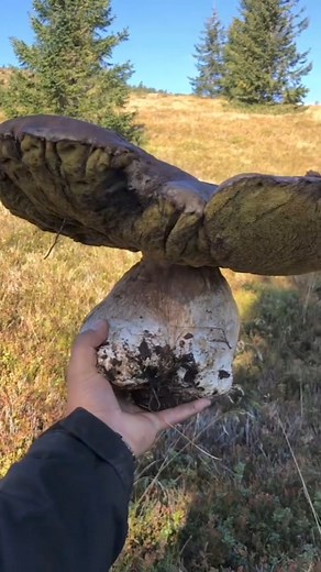 Regele ciupercilor / Godzilla /King Kong Un boletus uriaș #mushrooms #funghi #porcini #boletus #edulis #asmr #matsutake #ciuperci #гриби #grzyby #hribi #pilze #cepes #houby #hongos #เห็ด #gomba #гъби #Грибы #mantarlar #cogumelos #fungi #मशरूम #মাশরুম #nấm #hongos #setas #new | The Kingdom of the Earth