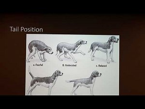 Play Behavior in Dogs