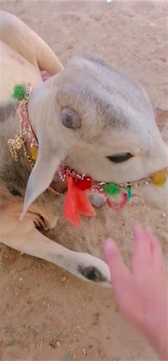 Mashallah cow 2026 badshah❤️❤️❤️