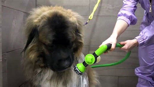 The Most Intense Grooming Session -  Unhappy Caucasian Ovcharka