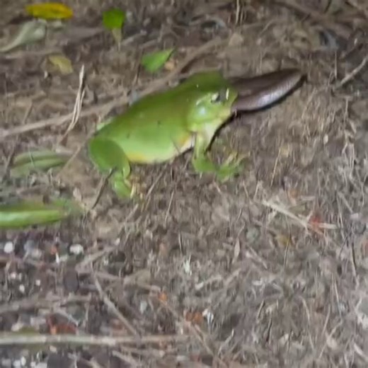 Australian green tree frog