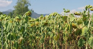 Drought destroyed Sunflower field in Italy after lack of rain. Dried up Plantation