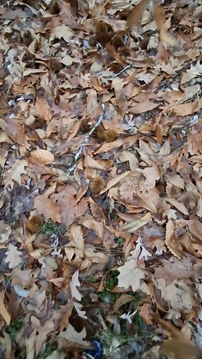 This magnificent American Chestnut is a delight to observe. I'm disturbed by the presence of blight on the bark. #treesofinstagram #trees #nuts #disease #leaves #rare | Cherie Ann Rowe