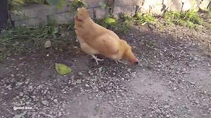 Chicken rushes in to gobble up a mouse that a cat was hunting