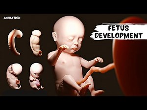Fetus development video _ Fertilization to Baby. @Learn With Musawir