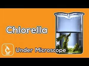 Under Microscope | What chlorella does look like under the microscope?