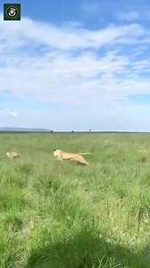62K views · 530 reactions | Lioness Vs Cheetah | Lovely | Facebook