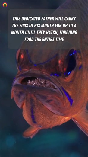 132K views · 88 reactions | Female cardinalfish will sometimes stay with their brooding males for a few days to protect them | causes.com | Facebook