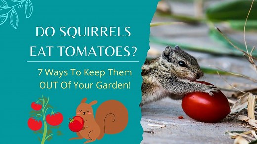 Do Squirrels Eat Tomatoes? - 7 Ways to Protect Tomatoes from Squirrels