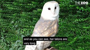 1.7K views · 87 reactions | This week we have been highlighting some of our #nativespecies Today we wanted to show you one of our beautiful barn owls. 黎 In Northern Ireland the population of barn owls has declined by over 70 percent in the last 50 years. There may be fewer than 50 pairs left in Northern Ireland today. #BelfastZooComesToYou | Belfast Zoo | Facebook