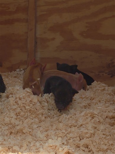 Little jumping piglets: cute piglet videos and farm pet moments