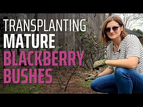 How to Move Mature Blackberry Bushes (Transplant the Right Way!)