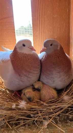 How Pigeons Raise Their Babies | Full Feeding Process |kobutarine #pigeon #shorts #pigeonbaby