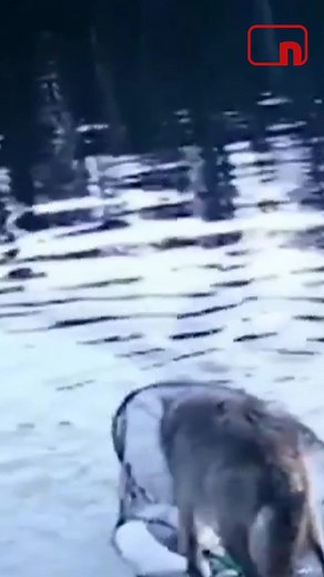 Captan el primer caso documentado del uso de herramientas por parte de una loba en Canadá | Noticias Cuatro