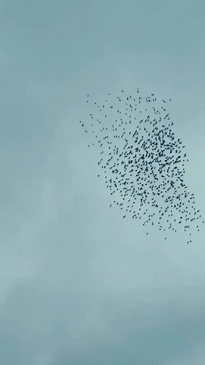 Agnes Obel (@agnesobel.official)’s videos with original sound - Agnes Obel