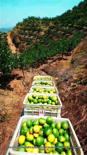 Smart Orchard Monorail in Action! Woman Operates Mountain Fruit Transport System 🔥