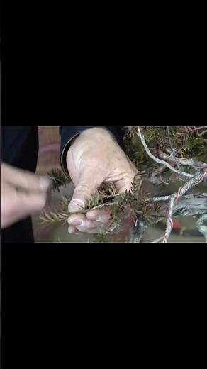 躍動感のある一位を目指して #bonsai #japanesebonsai #盆栽 #bonsaitree #鉢物